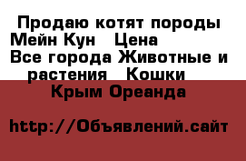 Продаю котят породы Мейн Кун › Цена ­ 12 000 - Все города Животные и растения » Кошки   . Крым,Ореанда